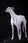 female Galgo in front of black background