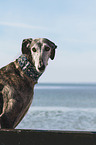 Galgo Espanol portrait