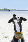 Galgo Espanol portrait