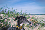 Galgo Espanol portrait