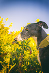 Galgo Espanol portrait