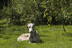 lying Galgo Espanol