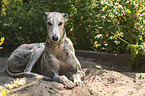 lying Galgo Espanol