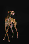 Galgo Espanol in front of black background