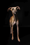 Galgo Espanol in front of black background