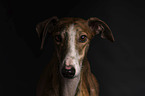 Galgo Espanol in front of black background