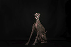 Galgo Espanol in front of black background