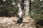 Galgo Espanol