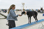 adult Galgo Espanol