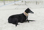 adult Galgo Espanol