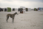 adult Galgo Espanol