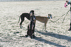 Galgos at the ocean