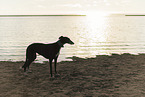 Galgo at the ocean