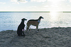 Galgos at the ocean