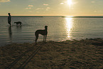 Galgos at the ocean