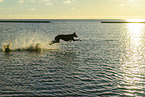 Galgo at the ocean