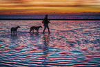 Galgos at the ocean