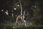 female Galgo