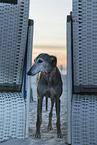 Galgo Espanol