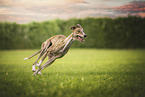 Galgo Espanol