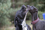 Galgo Espanol