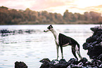 Galgo Espanol