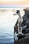 Galgo Espanol