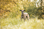 Galgo Espanol