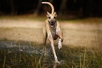 Galgo Espanol running through the water
