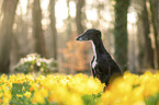 Galgo Espanol
