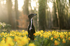 Galgo Espanol