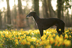 Galgo Espanol
