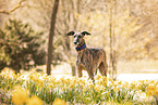 Galgo Espanol