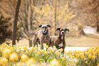 Galgo Espanol