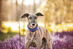 Galgo Espanol