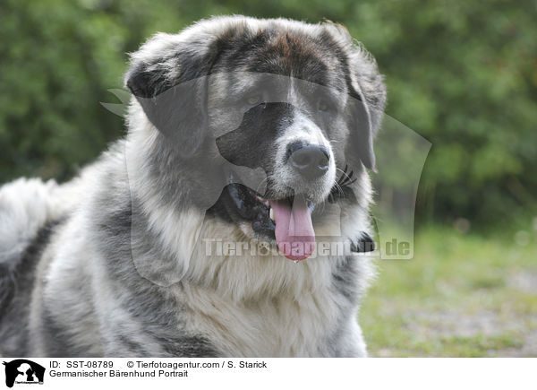 Germanischer Brenhund Portrait / SST-08789