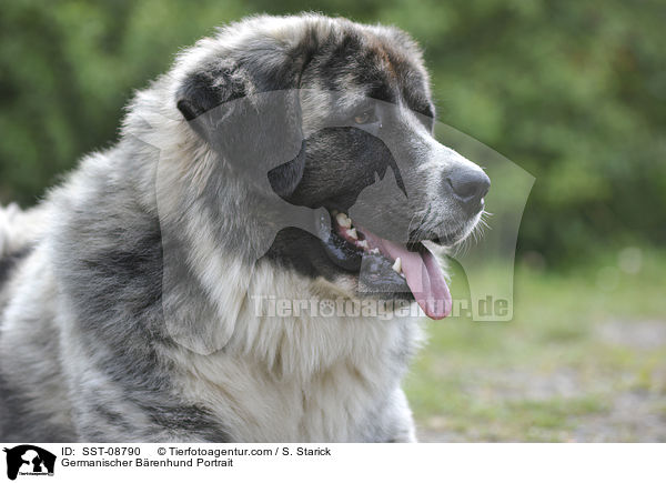 Germanischer Brenhund Portrait / Germanischer Brenhund Portrait / SST-08790