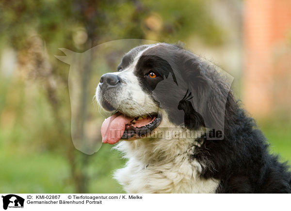 Germanischer Brenhund Portrait / KMI-02867