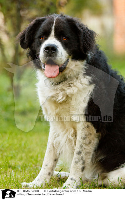 sitting Germanischer Brenhund / KMI-02868