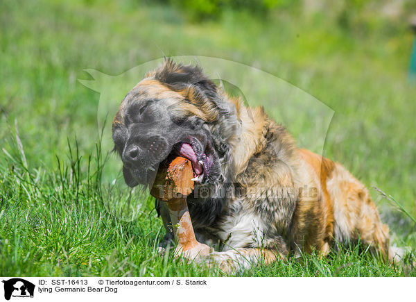 liegender Germanischer Brenhund / lying Germanic Bear Dog / SST-16413