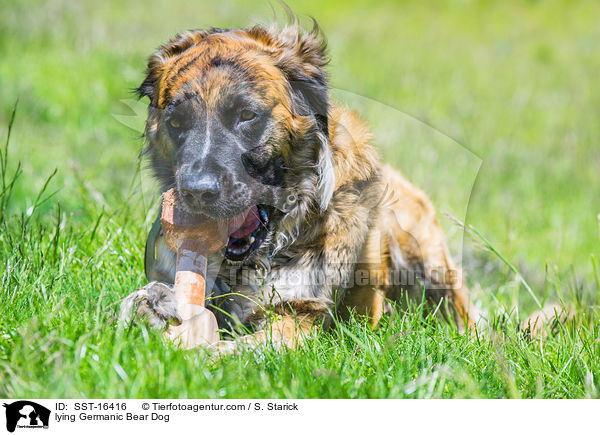 liegender Germanischer Brenhund / lying Germanic Bear Dog / SST-16416