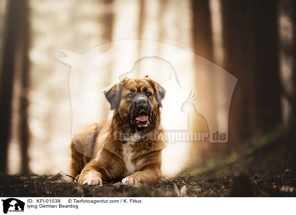 liegender Germanischer Brenhund / lying German Beardog / KFI-01038
