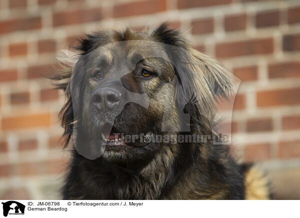 Germanischer Brenhund / German Beardog / JM-06798
