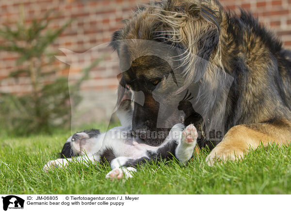 Germanischer Brenhund mit Border Collie Welpen / Germanic bear dog with border collie puppy / JM-06805