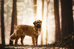 standing German Beardog