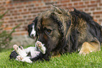 Germanic bear dog with border collie puppy