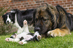 Germanic bear dog with border collie puppy