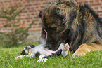 Germanic bear dog with border collie puppy