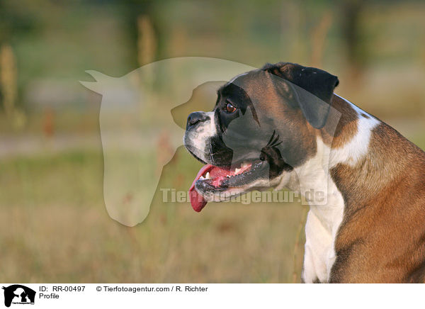 Boxer Profil / Profile / RR-00497
