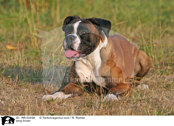 liegender Deutscher Boxer / lying boxer / RR-00498